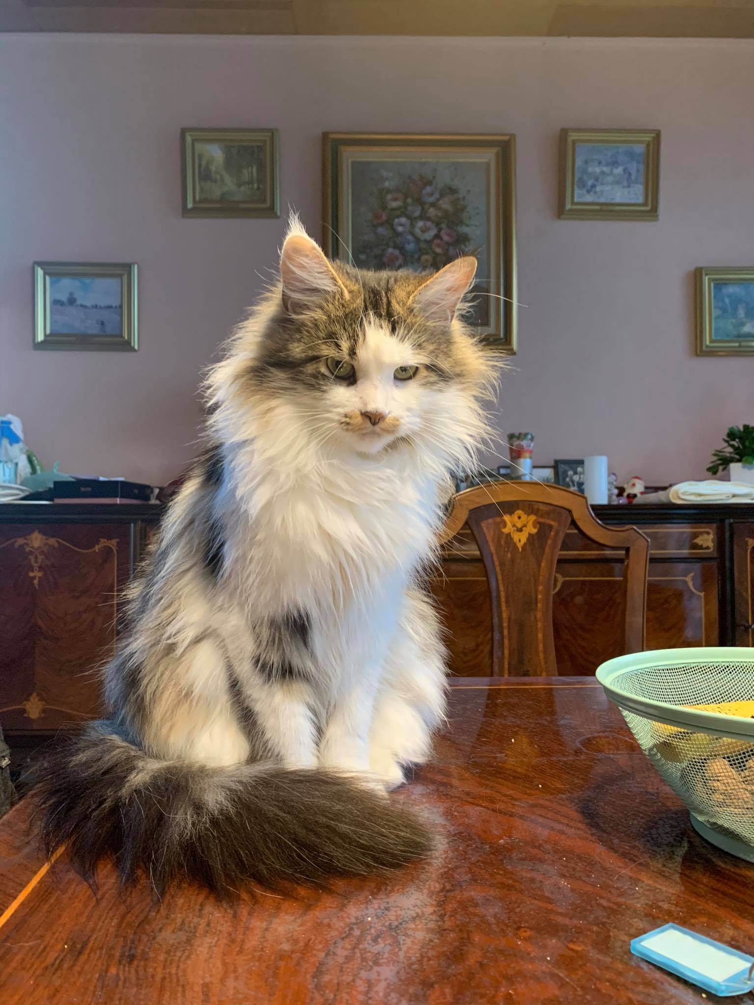 Adelheid´s Ronja