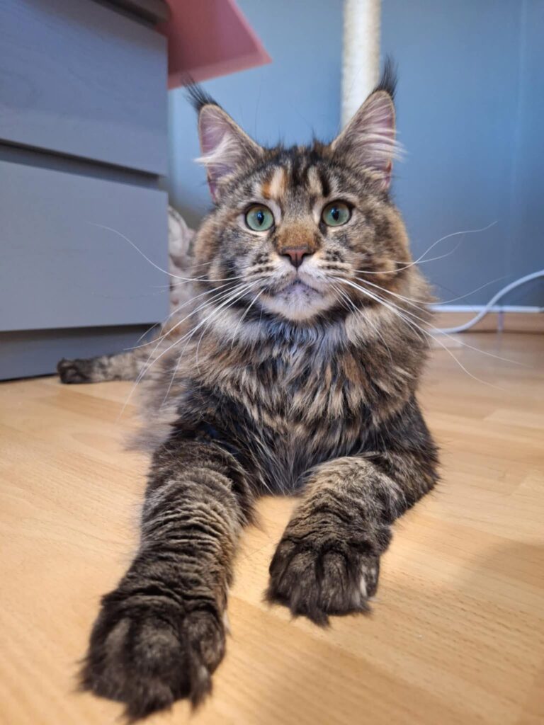 Joplin