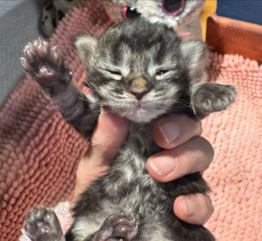 Tabby boy