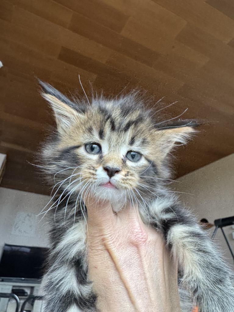 Kitten