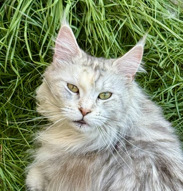 Princess