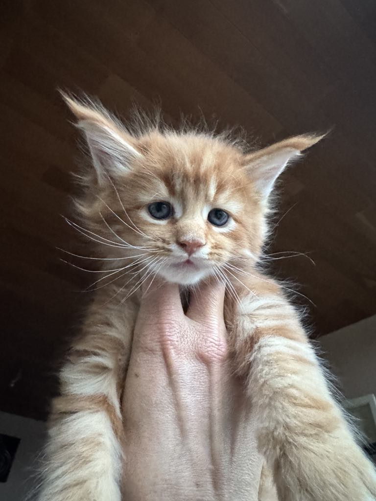 Kitten