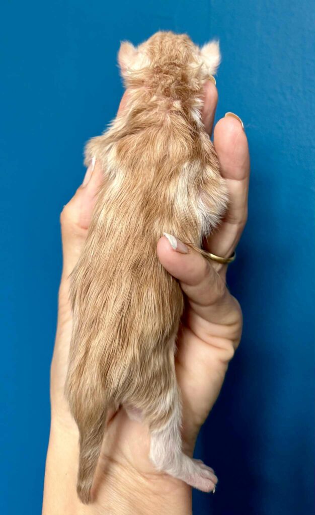 Kitten