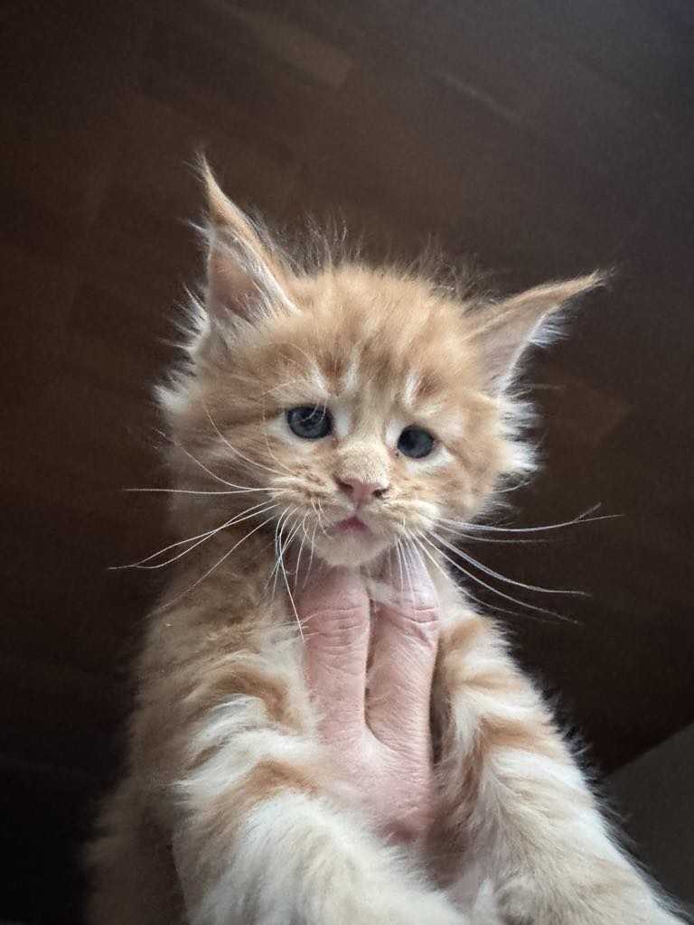Kitten