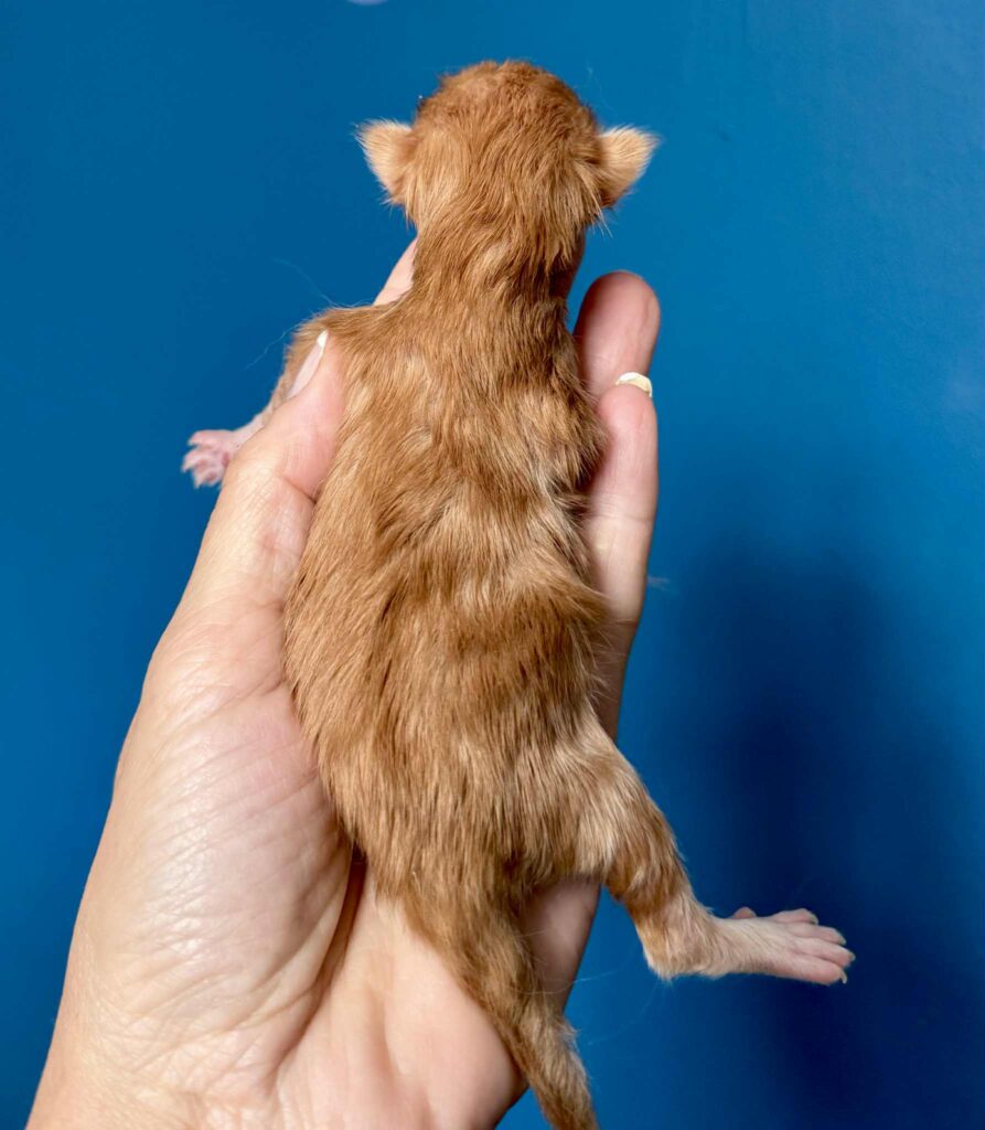 Kitten