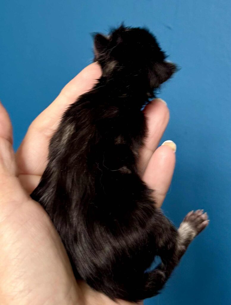 Kitten