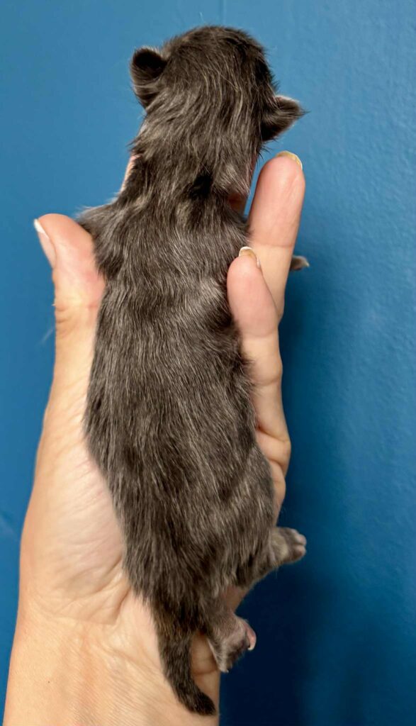 Kitten