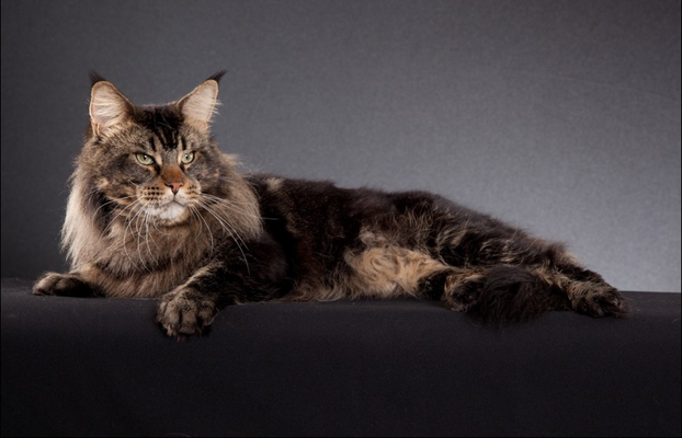 Candycoons Big Lebowski