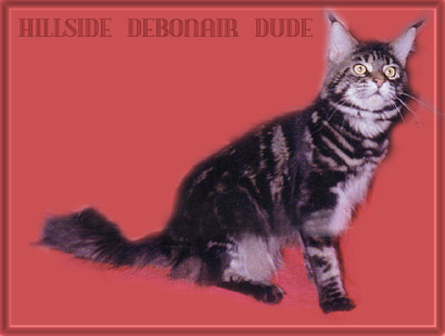 Hillside Debonaire Dude