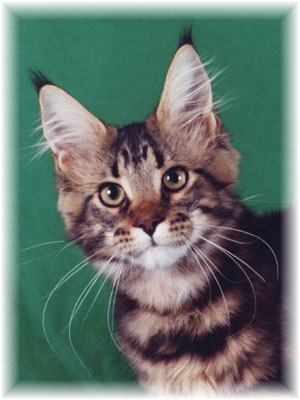 Lunarcoons Selene of Williamina