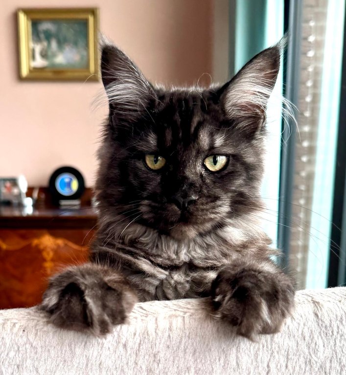 Simons Nefertiti