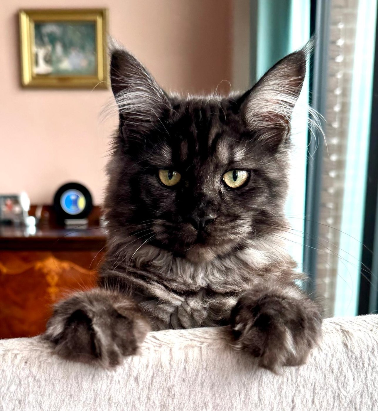 Simons Nefertiti