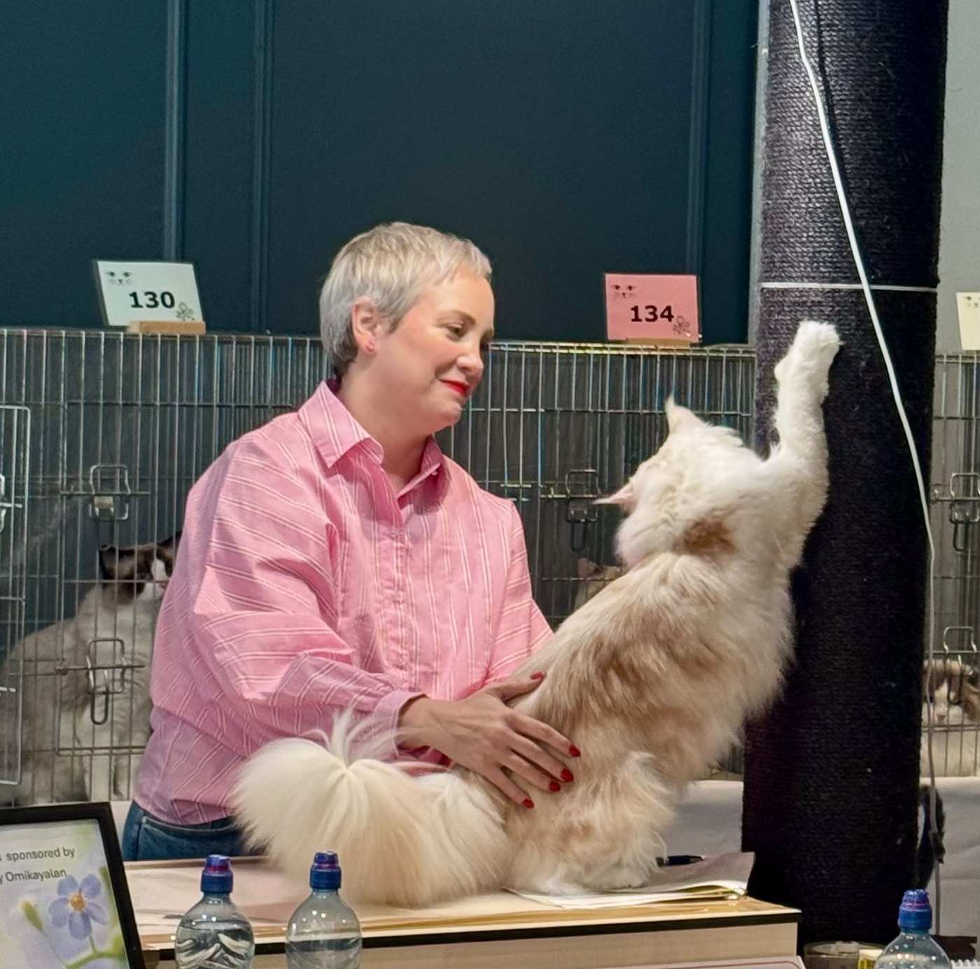 Ixí at a cat show
