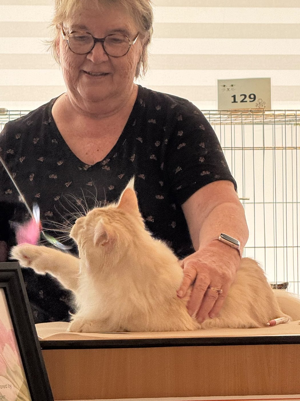 Ixí at a cat show