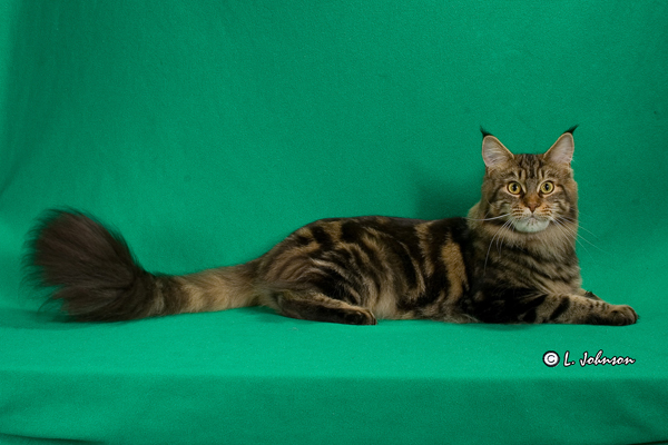 Smokeycoons Moxee of Wistariantale