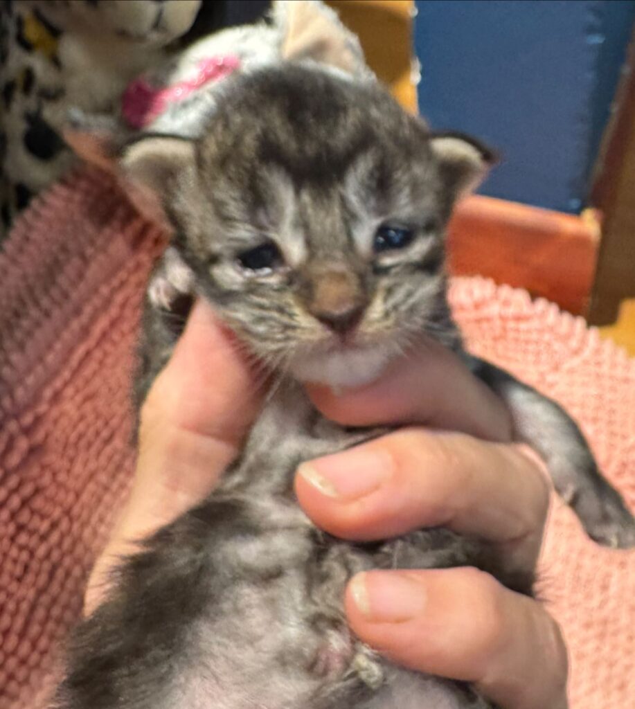 Tabby boy 2